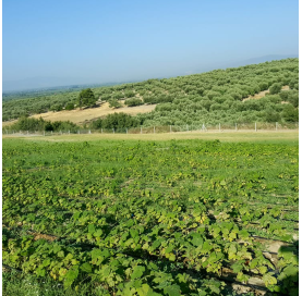 KiriPrime™ Elongata