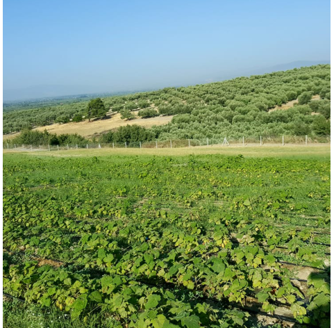 KiriEco™ Tomentosa