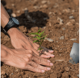  KiriForm™ Fortunei