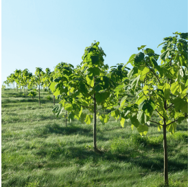 KiriEco™ Tomentosa