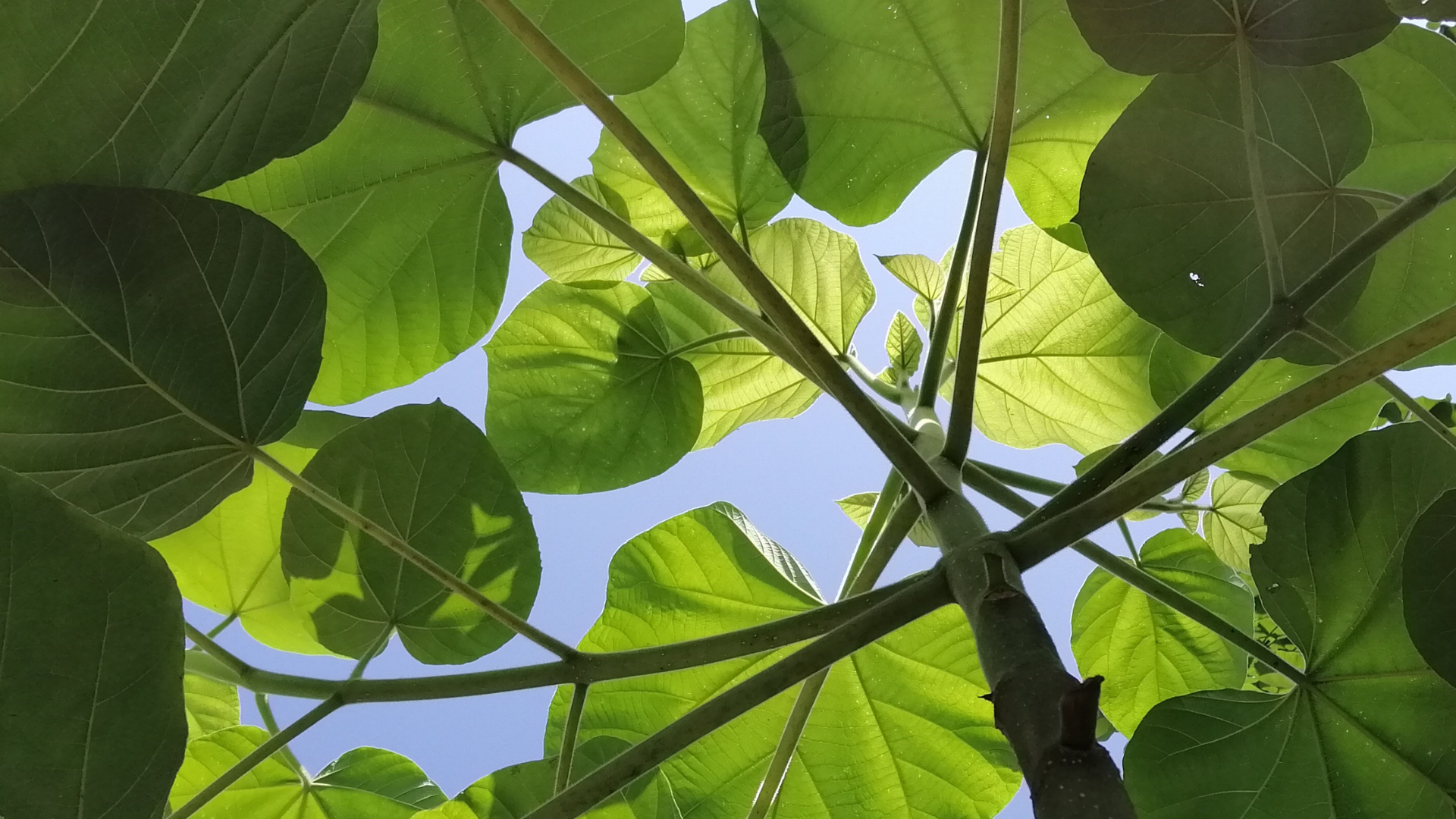 KiriForm Fortunei Paulownia Seedling